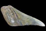 Partial Fossil Megalodon Tooth #89466-1